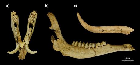 Un restaurante neandertal con su menú del día Un restaurante neandertal con su menú del día