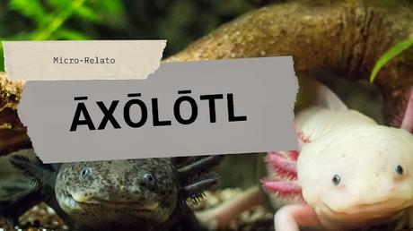 Reto: Āxōlōtl Reto: Āxōlōtl
