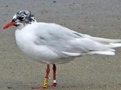 gaviota cabecinegra '2L00', vieja conocida estuario Miño