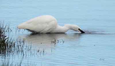DE PAJAREO EN COLINDRES