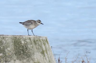 DE PAJAREO EN COLINDRES