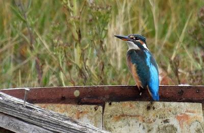 DE PAJAREO EN COLINDRES