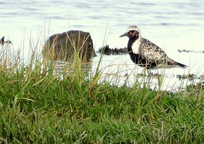 DE PAJAREO EN COLINDRES