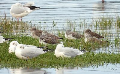 DE PAJAREO EN COLINDRES