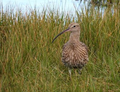 DE PAJAREO EN COLINDRES