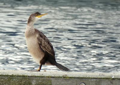 DE PAJAREO EN COLINDRES