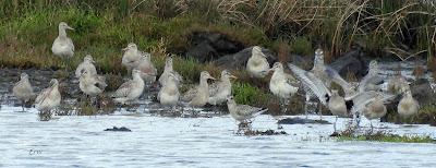 DE PAJAREO EN COLINDRES