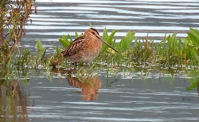 DE PAJAREO EN COLINDRES