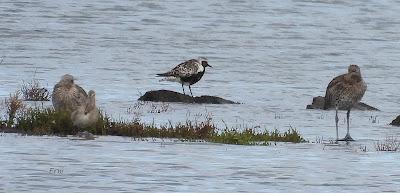 DE PAJAREO EN COLINDRES