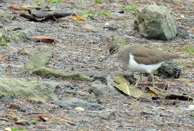 DE PAJAREO EN COLINDRES