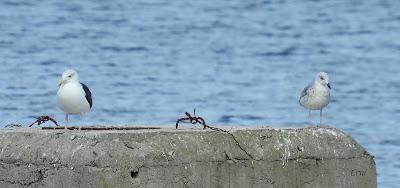 DE PAJAREO EN COLINDRES