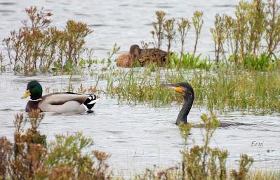 DE PAJAREO EN COLINDRES