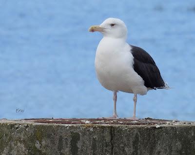 DE PAJAREO EN COLINDRES