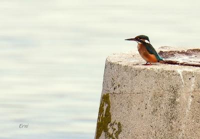 DE PAJAREO EN COLINDRES