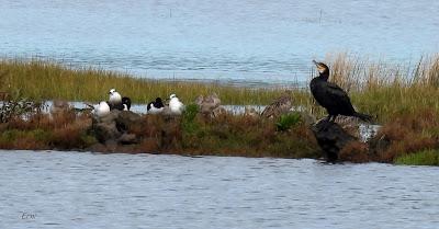 DE PAJAREO EN COLINDRES