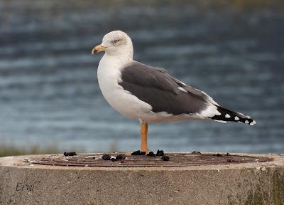 DE PAJAREO EN COLINDRES