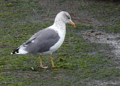 DE PAJAREO EN COLINDRES