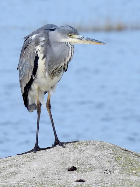 DE PAJAREO EN COLINDRES