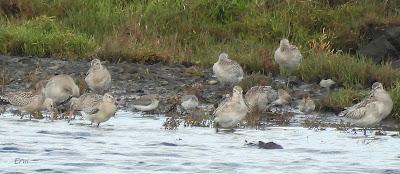 DE PAJAREO EN COLINDRES