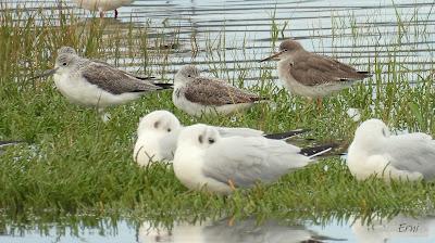 DE PAJAREO EN COLINDRES