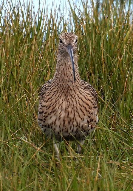 DE PAJAREO EN COLINDRES