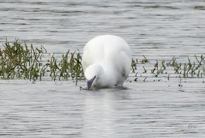 DE PAJAREO EN COLINDRES