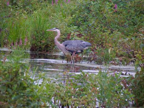 15 mejores cosas para hacer en Maynard (MA)