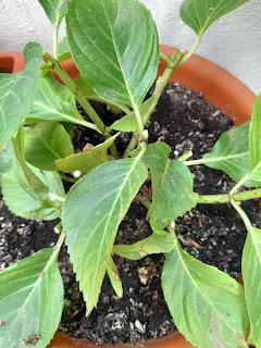 RECICLAR HORTENSIAS PARA EL RETO 
