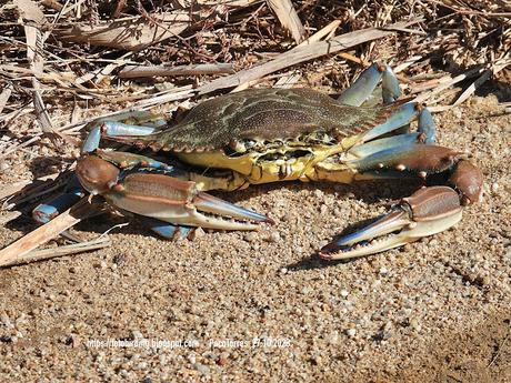 Cangrejo azul Cangrejo azul
