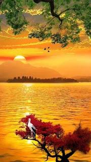 5.645 - NADAN LOS PECES...