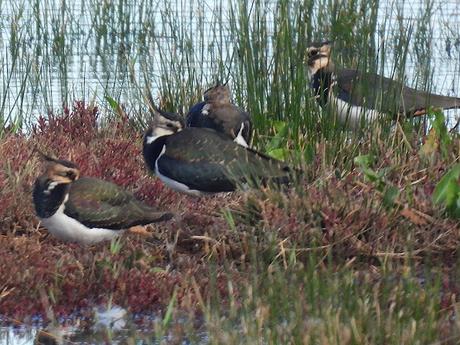 Temporada de avefrías