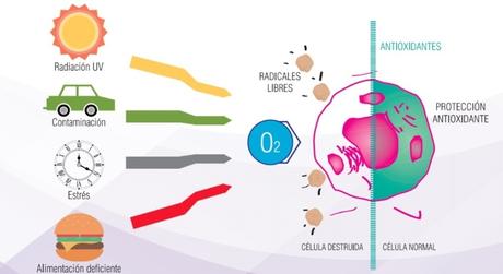Cómo ayudar a tu cuerpo a combatir los radicales libres -