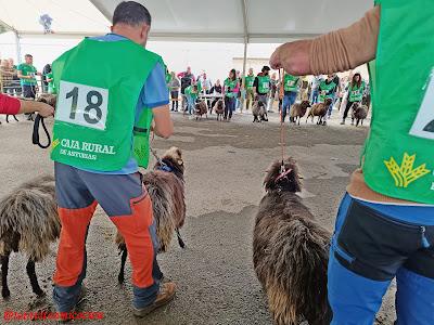 Certamen del queso Gamoneu