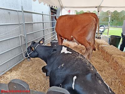 Certamen del queso Gamoneu