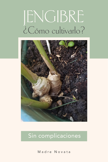 Cómo cultivar jengibre en casa muy fácil