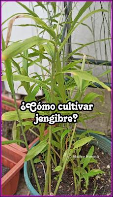 Cómo cultivar jengibre en casa muy fácil