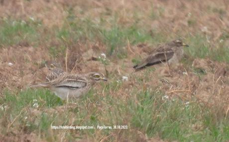 Ya se ven alcaravanes