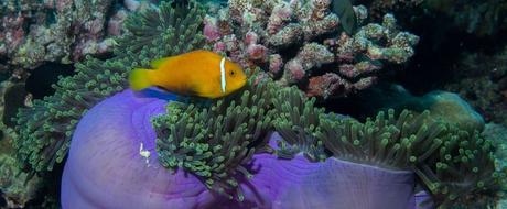 Buceo en las islas Maldivas – Explorando las profundidades Buceo en las islas Maldivas – Explorando las profundidades