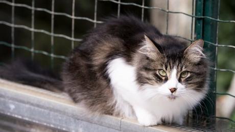 Incautados 200 animales en operación contra red de venta ilegal en Barcelona Incautados 200 animales en operación contra red de venta ilegal en Barcelona