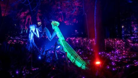 Naturaleza Encendida, el espectáculo de luz navideño, cambia de ubicación