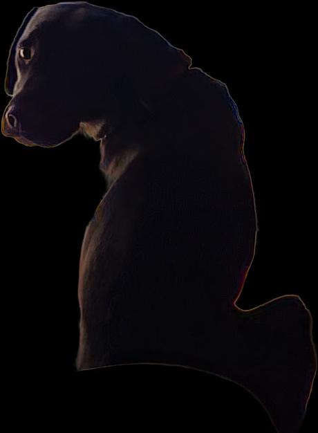 Fotografía de Labrador