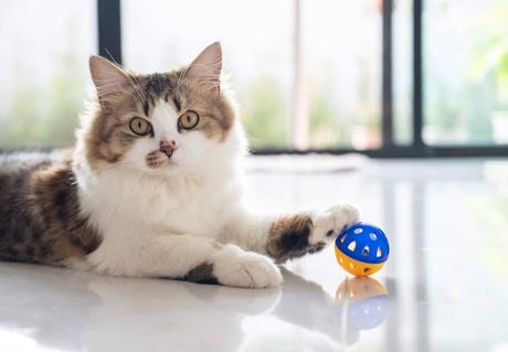 Recomendaciones y consejos de comida gatos con Era Pet food