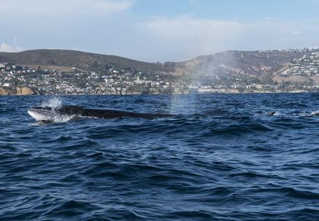 Tour de avistamiento de ballenas desde el puerto de Newport
