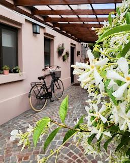 Jazmín de Leche: aroma de Primavera Jazmín de Leche: aroma de Primavera