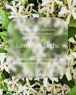 Jazmín de Leche: aroma de Primavera Jazmín de Leche: aroma de Primavera