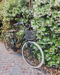 Jazmín de Leche: aroma de Primavera Jazmín de Leche: aroma de Primavera