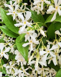 Jazmín de Leche: aroma de Primavera