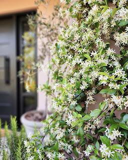 Jazmín de Leche: aroma de Primavera Jazmín de Leche: aroma de Primavera