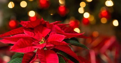 7 ideas para arreglos florales navideños este 2023 7 ideas para arreglos florales navideños este 2023