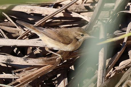 Un carricero común en noviembre Un carricero común en noviembre